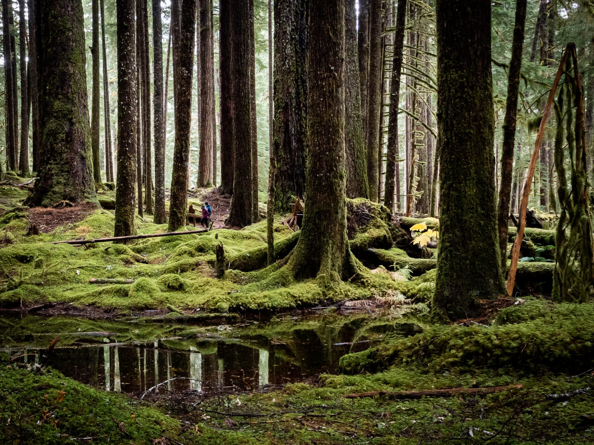 Hike To Sol Duc Falls Olympic National Park Blog Trailchew 8914