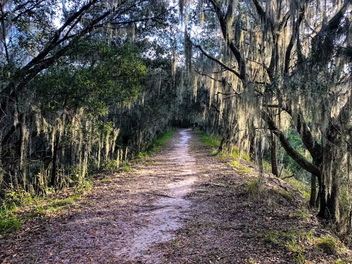 MTB Trail Balm Boyette MTB Trails - Tampa - Blog - Trailchew