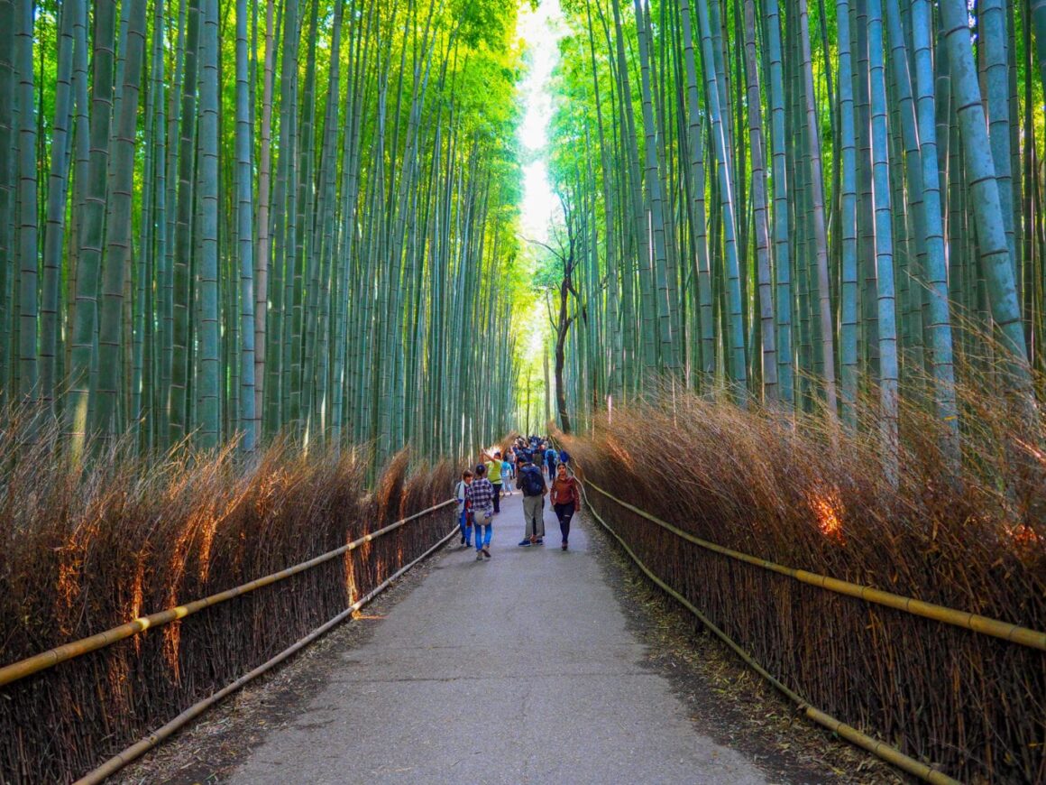 Arashiyama Trails - Kyoto - Day Hike - Blog - Trailchew