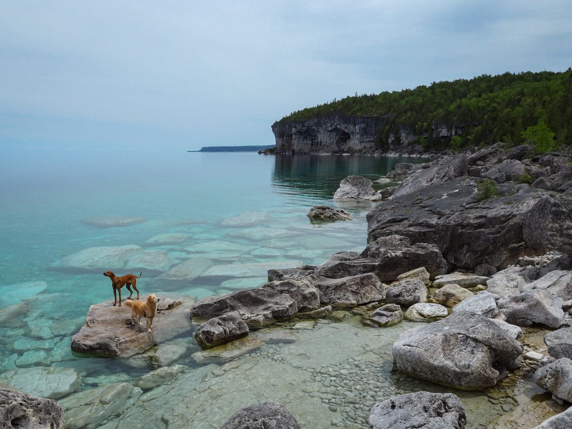 are dogs allowed in bruce peninsula national park