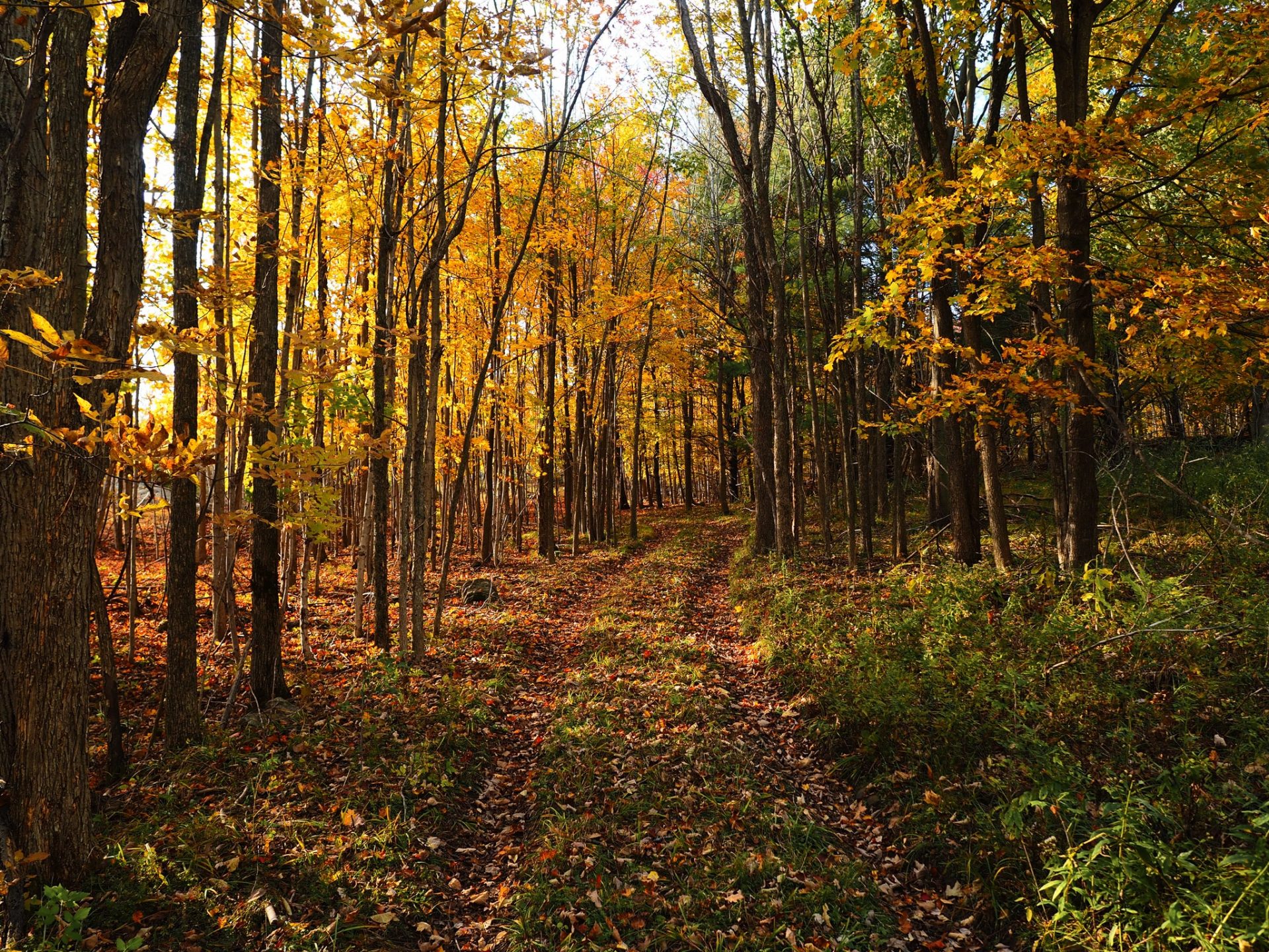 Backcountry Hike Frontenac Provincial Park - Little Clear Lake Loop ...